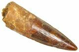Fossil Spinosaurus Tooth - Real Dinosaur Tooth #366465-1